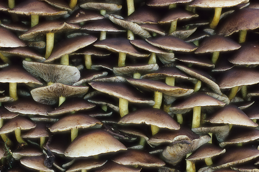 Ziegelrote Schwefelköpfe (Hypholoma sublateritium) mit Sporenpulver