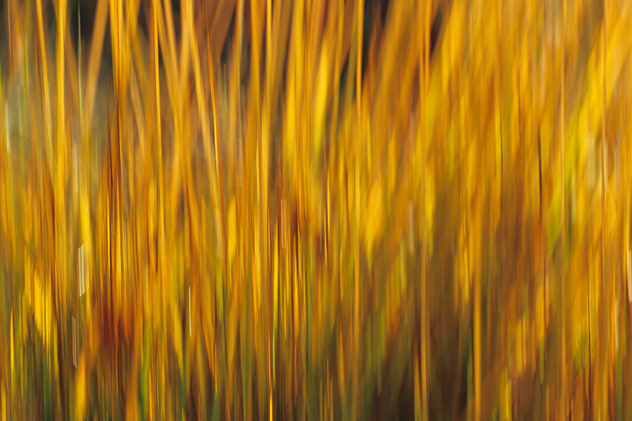 Herbstimpression "Gräser im Gegenlicht"