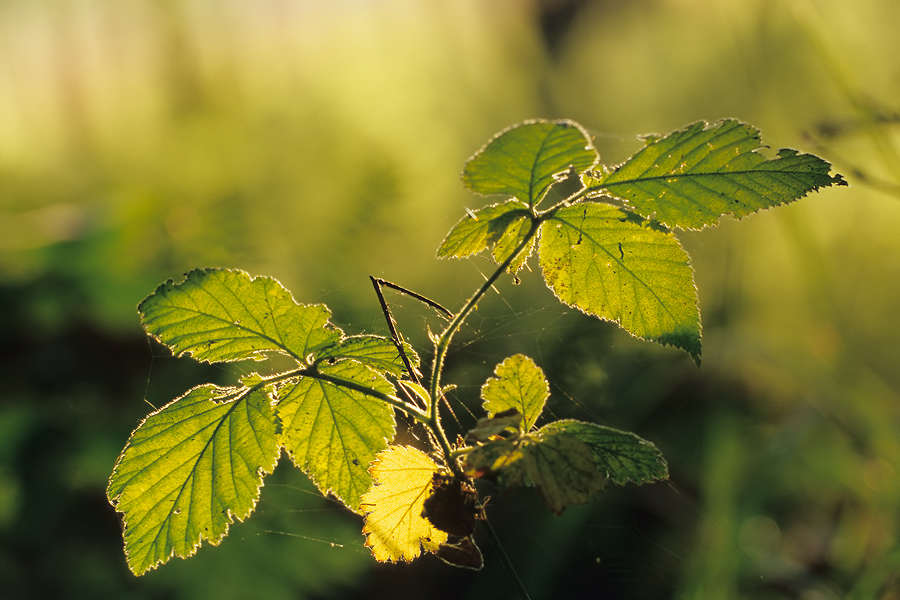 Herbstimpression "Brombeerblätter im Gegenlicht"