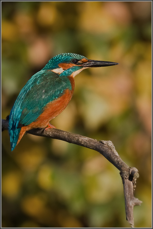 Eisvogel im Herbst