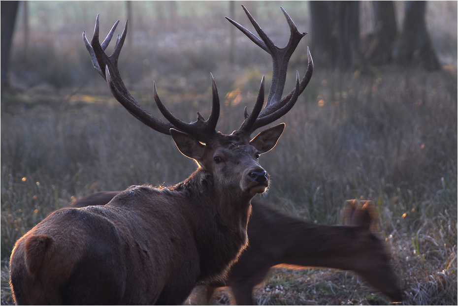 Und noch´n Hirsch