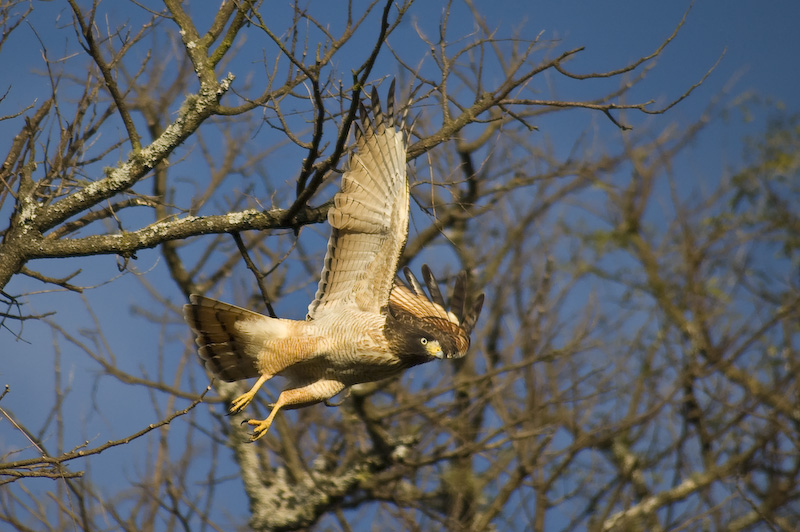 Großschnabelbussard im Flug