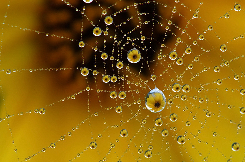Blumentropfen im Spinnennetz