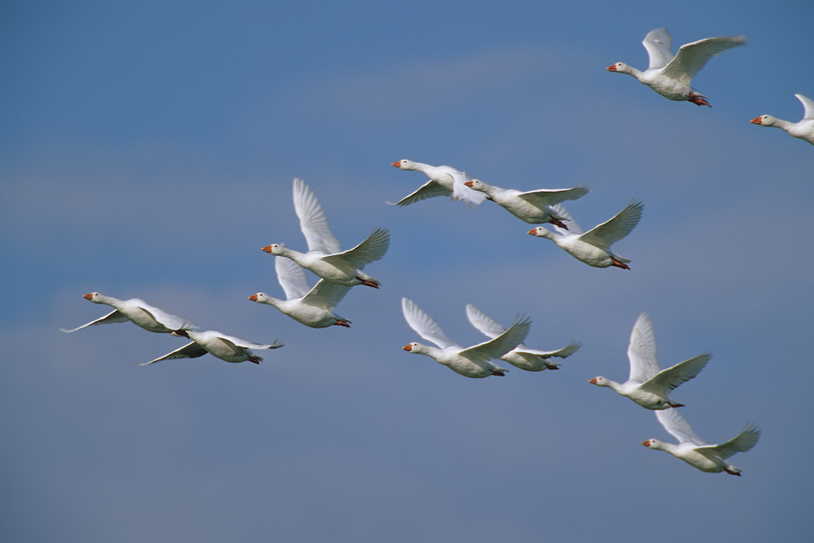 Verwilderte Hausgänse im Flug