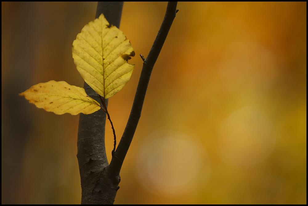 Herbstfarben