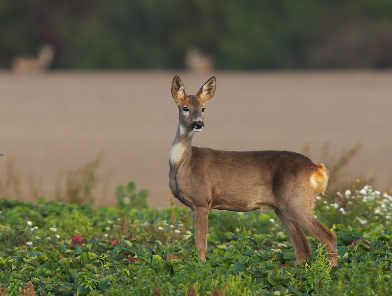 Reh im Erdbeerfeld