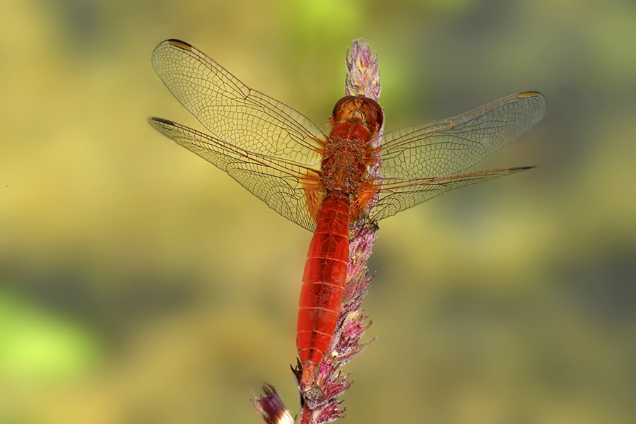 Feuerlibelle