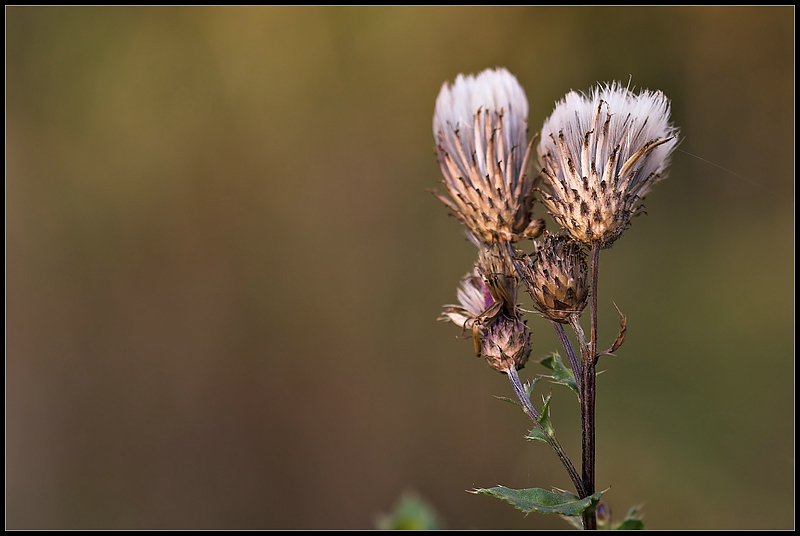 Ackerkratzdistel