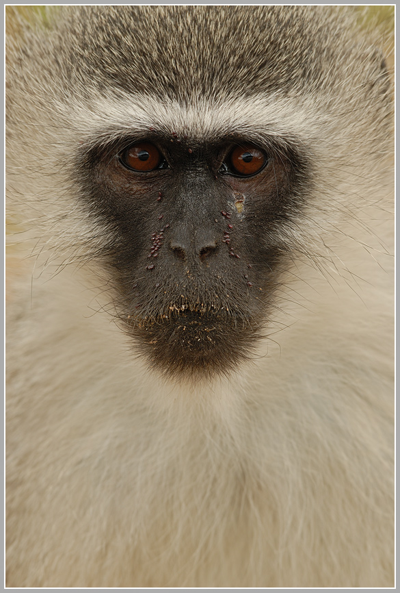 Grünmeerkatze (Cercopithecus aethiops)