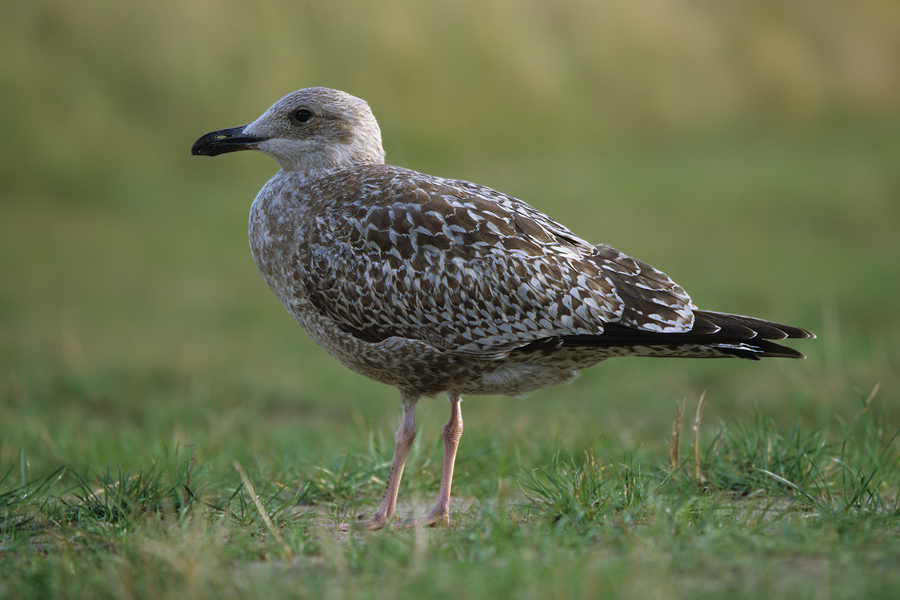 juvenile Silbermöwe