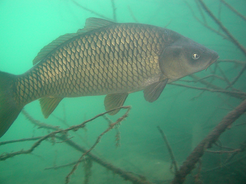 Karpfen im Rahmer See