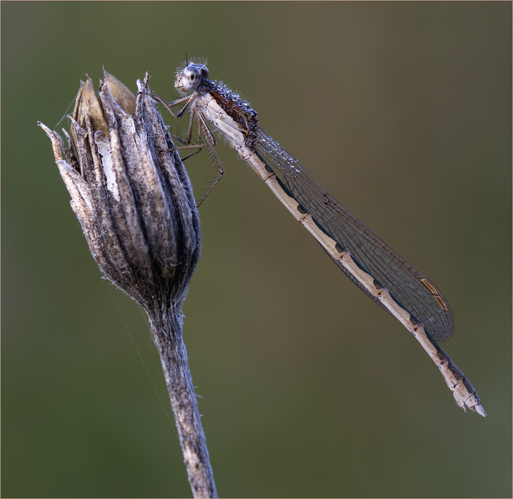 Gemeine Winterlibelle (Sympecma fusca)