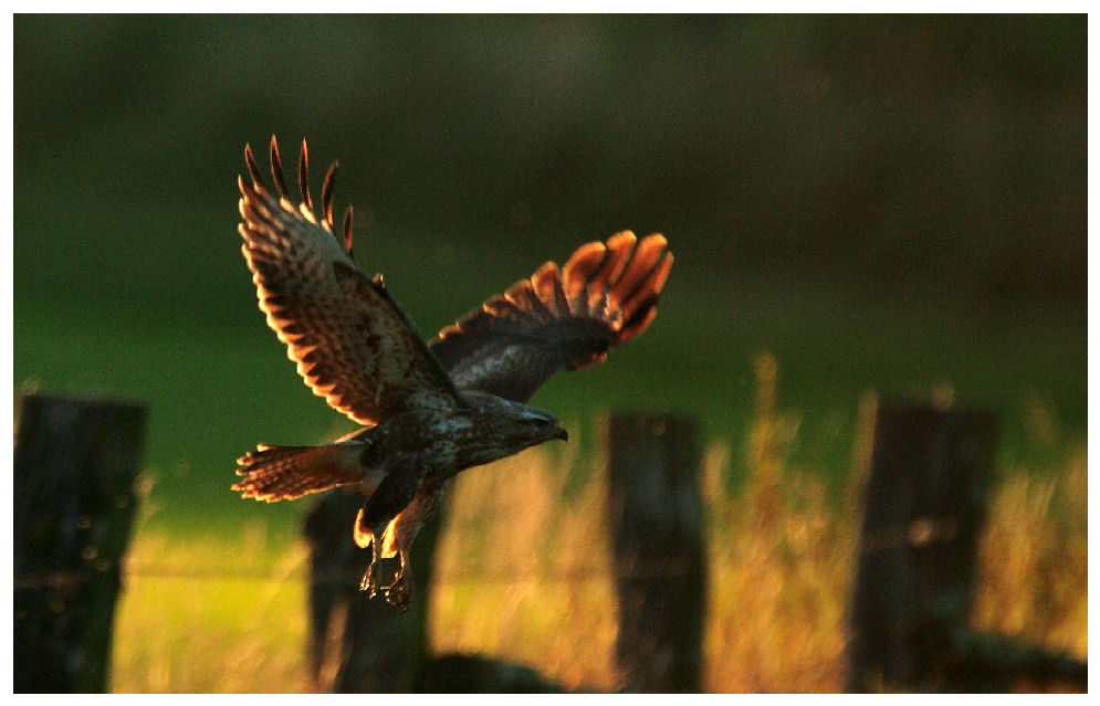 Mäusebussard (Buteo buteo)