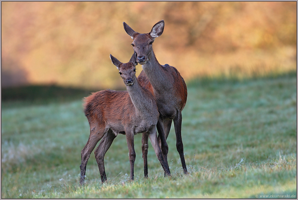 Hirschkuh mit Kalb... Rotwild *Cervus elaphus*