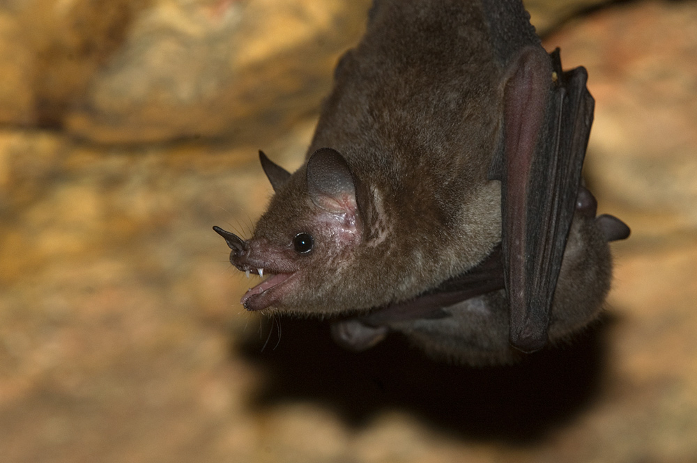 Langzungenfledermaus (Glossophaga soricina)