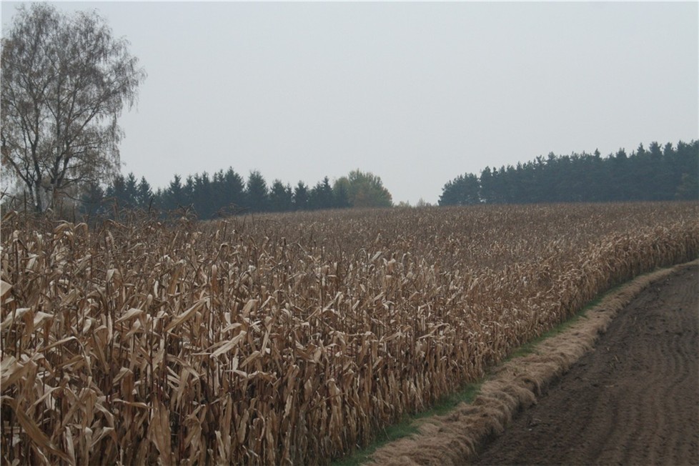 Maisfeld im Oktober