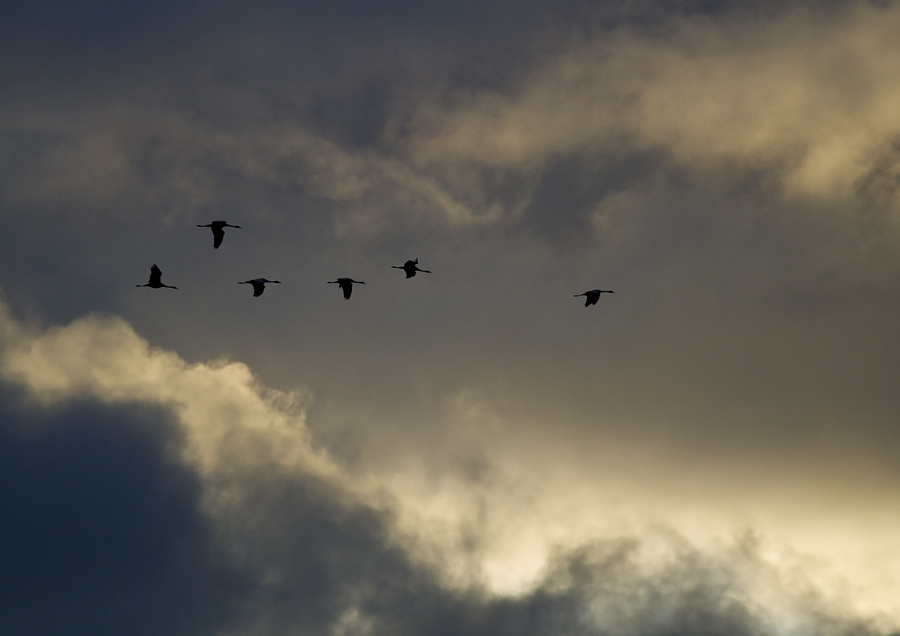 Kraniche zwischen den Wetterfronten