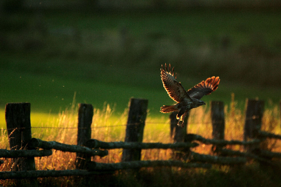 Mäusebussard