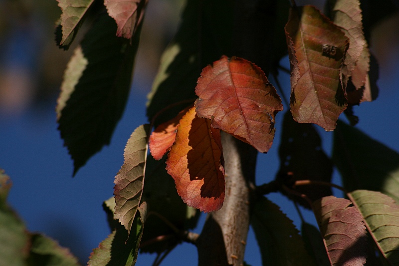 herbst