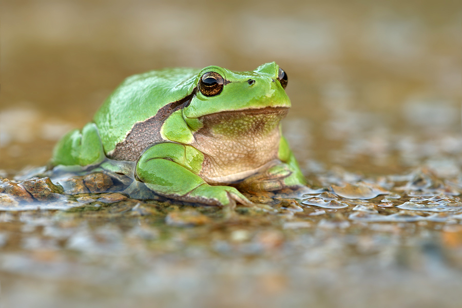 Laubfrosch