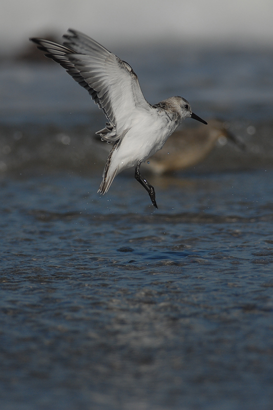 Sanderling