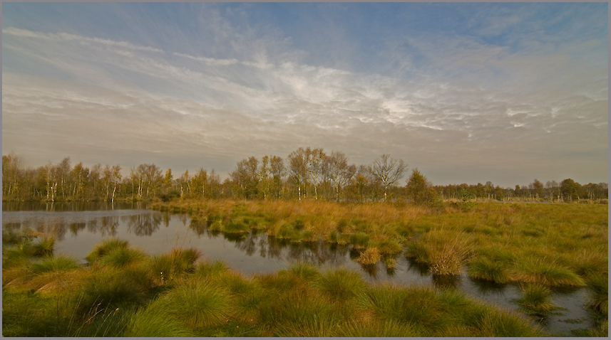 Moor