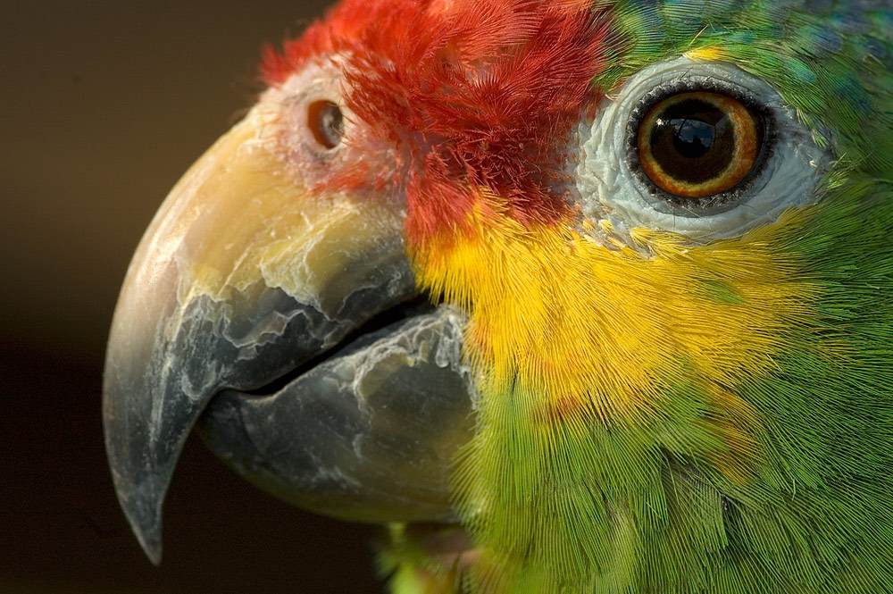 Rotstirnamazone (Amazona autumnalis)