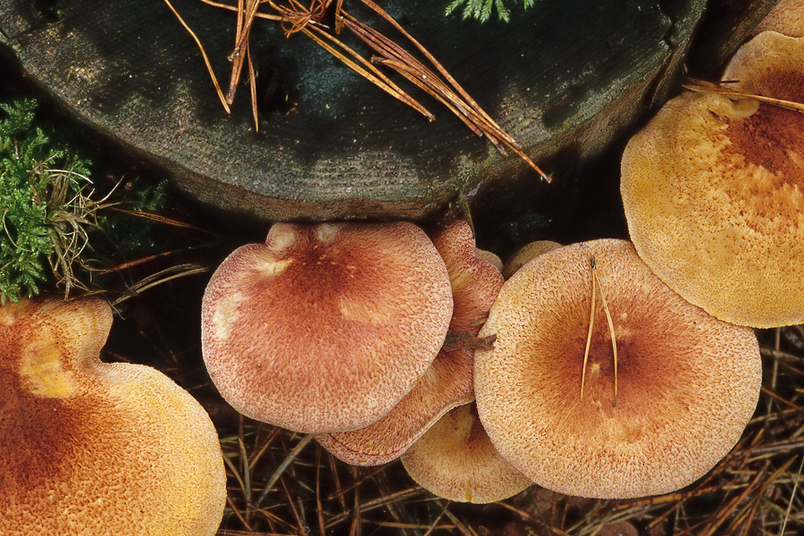 Rötliche_Holzritterlinge (Tricholomopsis rutilans)