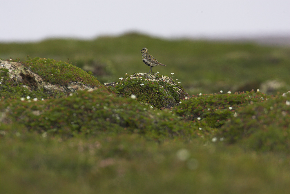 Tundra....der lange Weg zum Bild ND