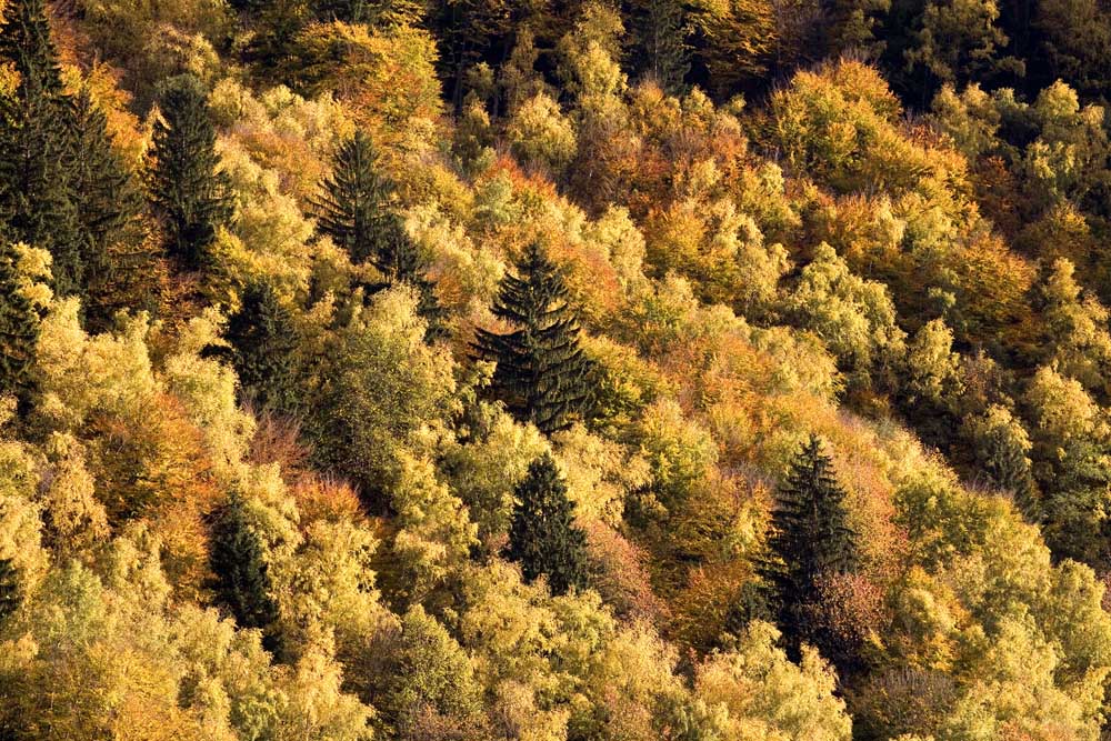 Herbstlicher Mischwald am Millstätter See