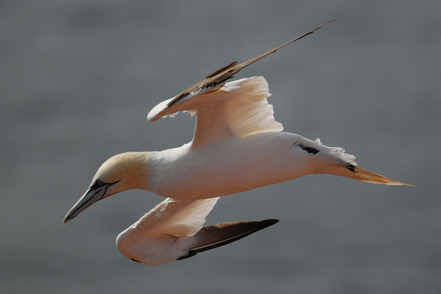 Gannet