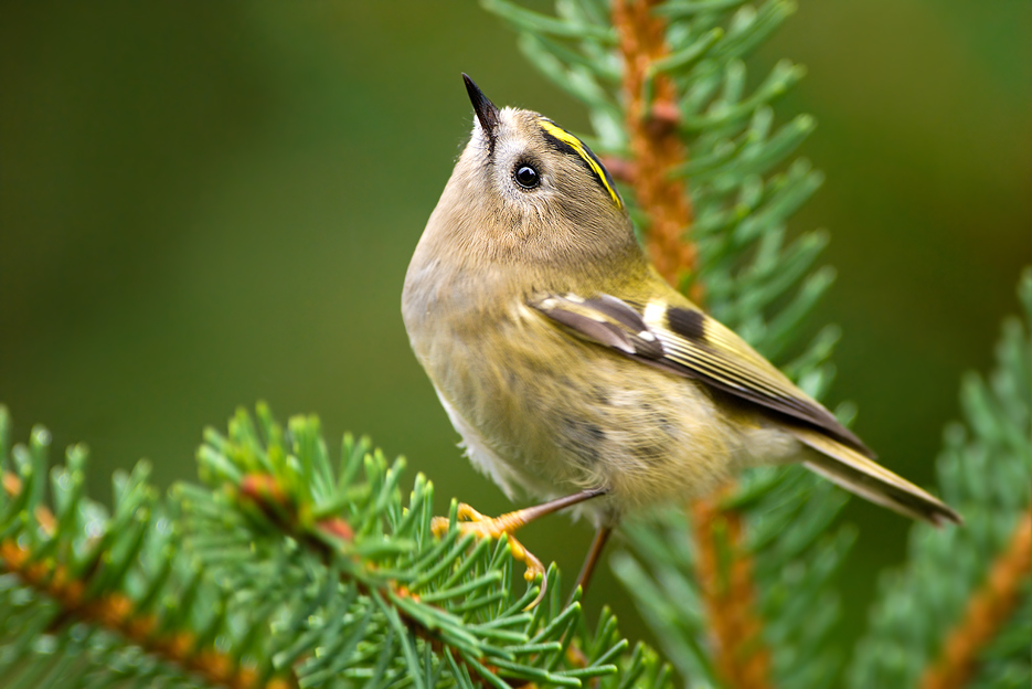 ~Wintergoldhähnchen~