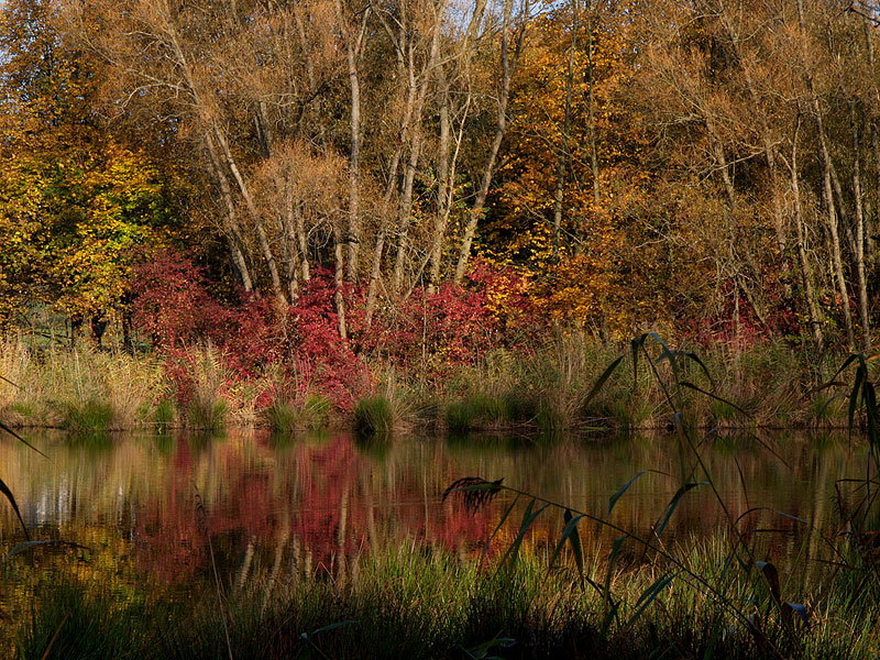 Herbststimmung