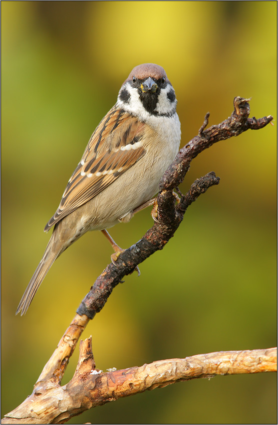 Feldsperling (Passer montanus)