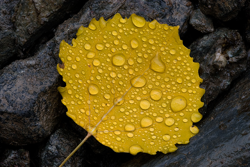 Herbst 4