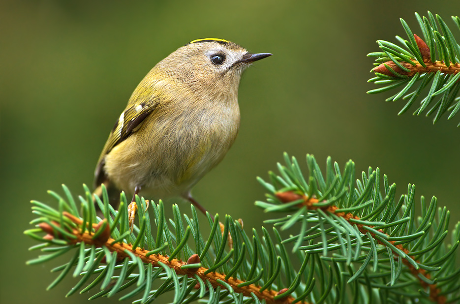 ~Wintergoldhähnchen II~