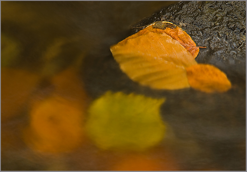 Herbstfarben