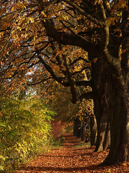 Herbststimmung 2