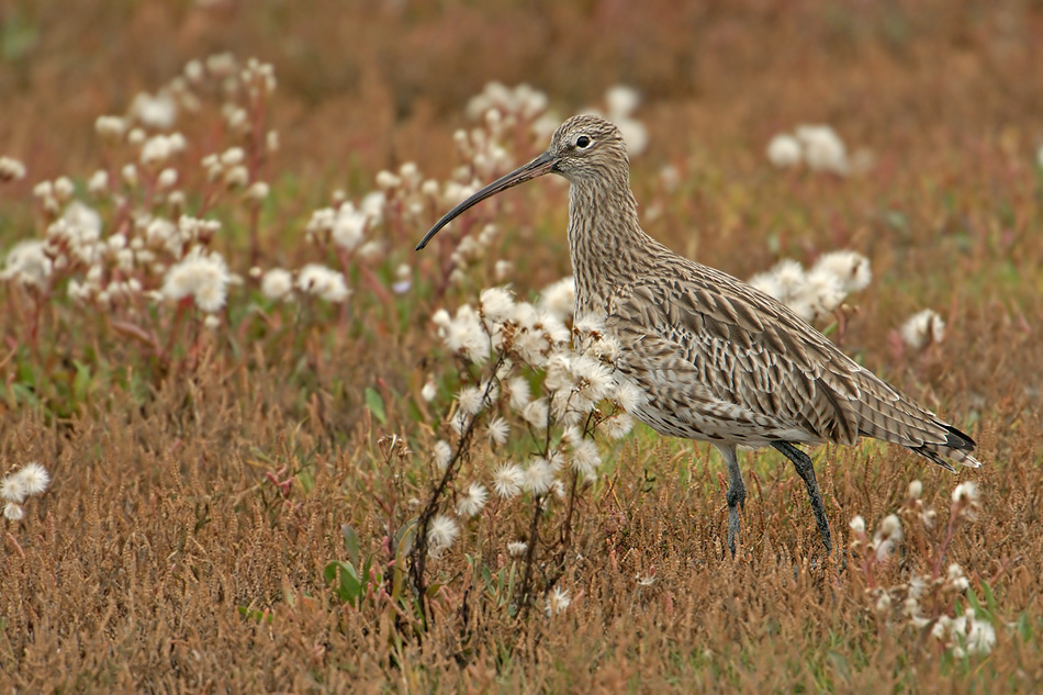 Großer Brachvogel