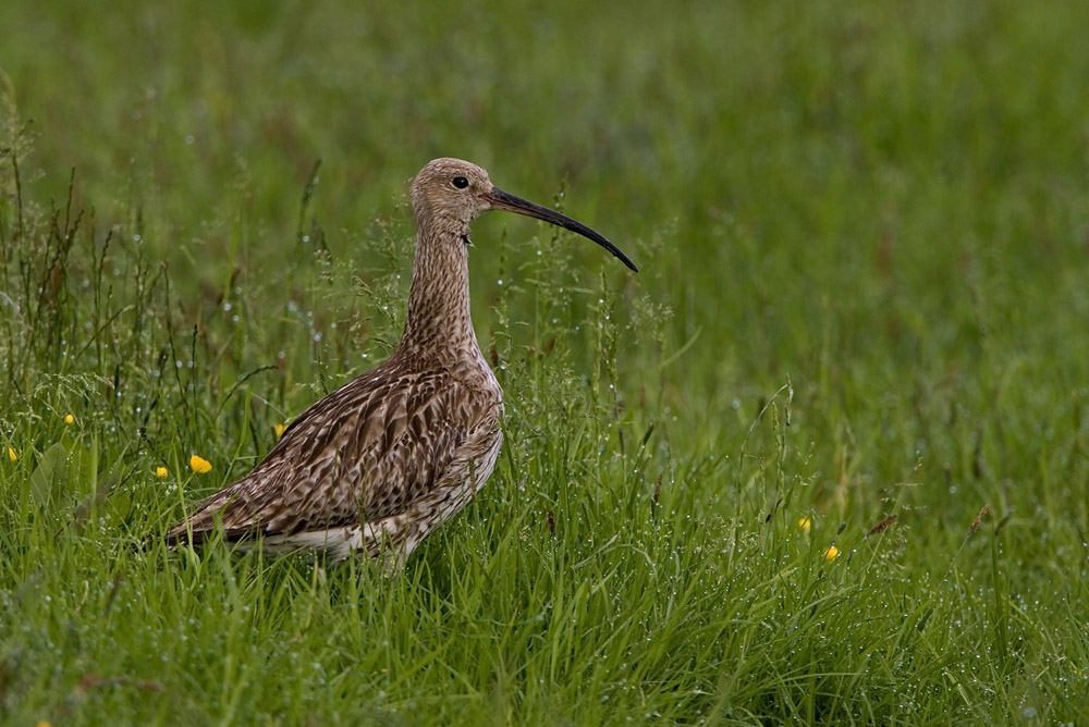 Brachvogel frühmorgens in der Wiese