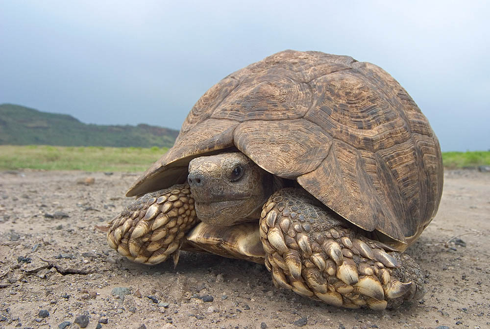 Schildkröte