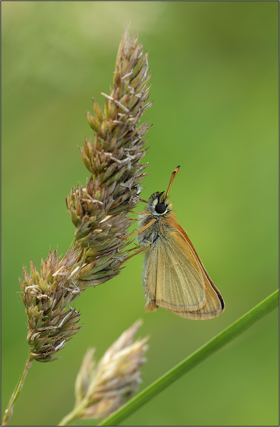 Dickkopffalter im Gras