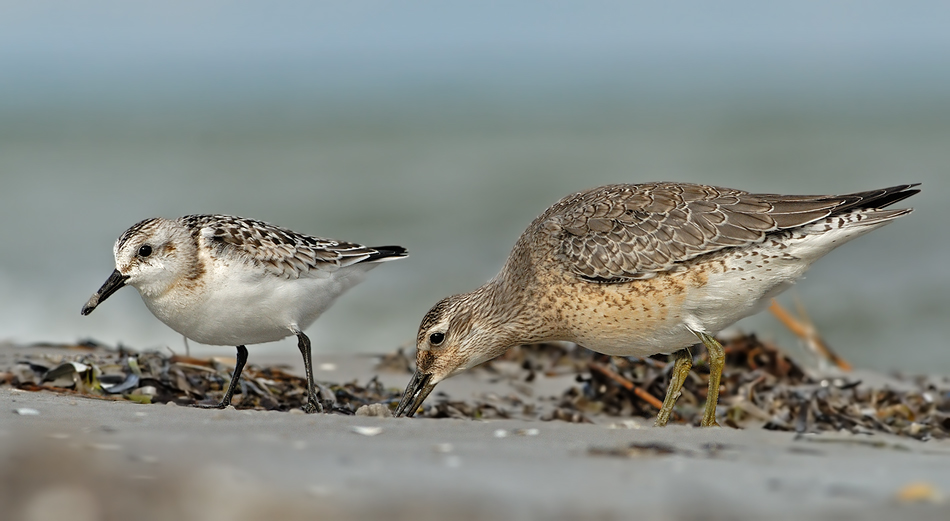 Knutt und Sanderling (2)
