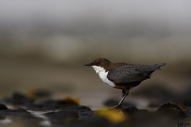 Wasseramsel
