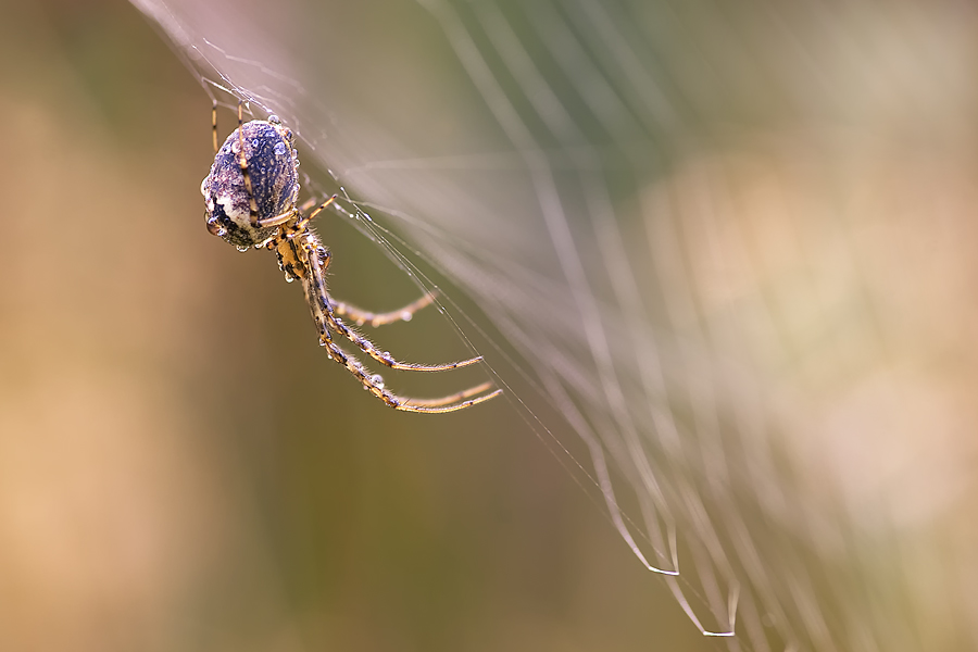 Spinne im Netz