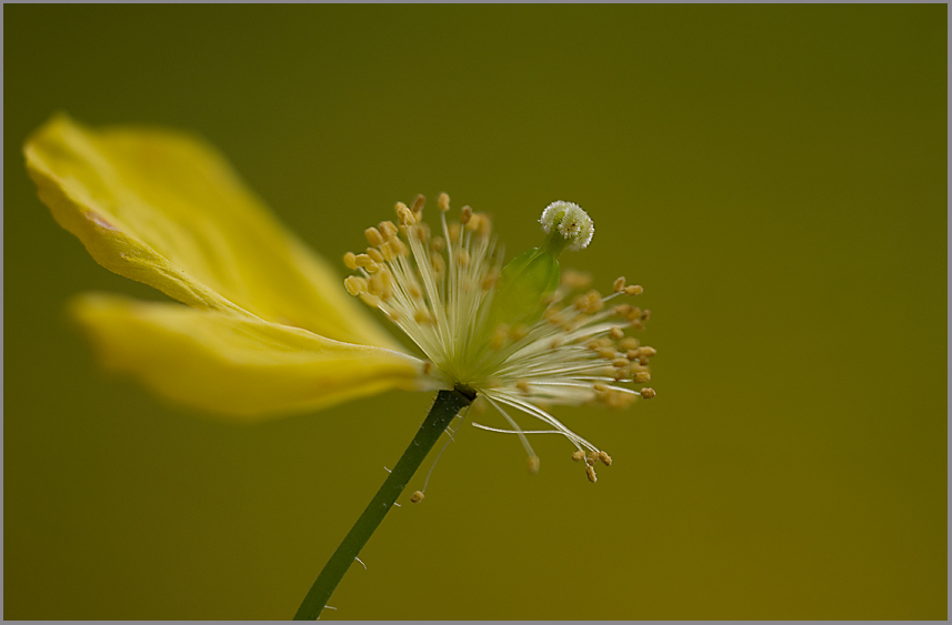 Der letzte Mohn