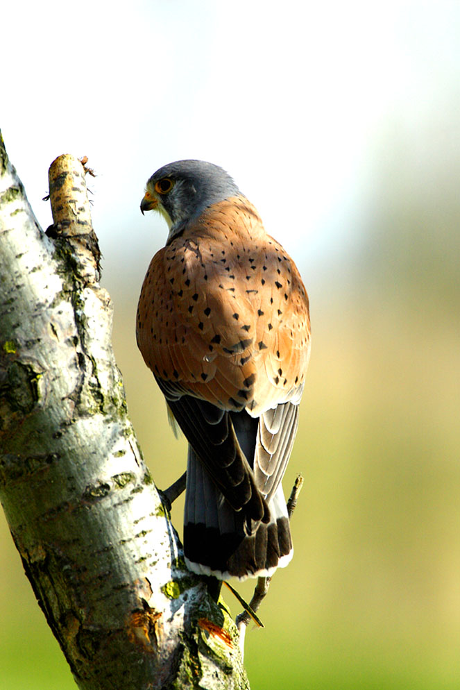 Turmfalke  ( Falco tinnunculus)