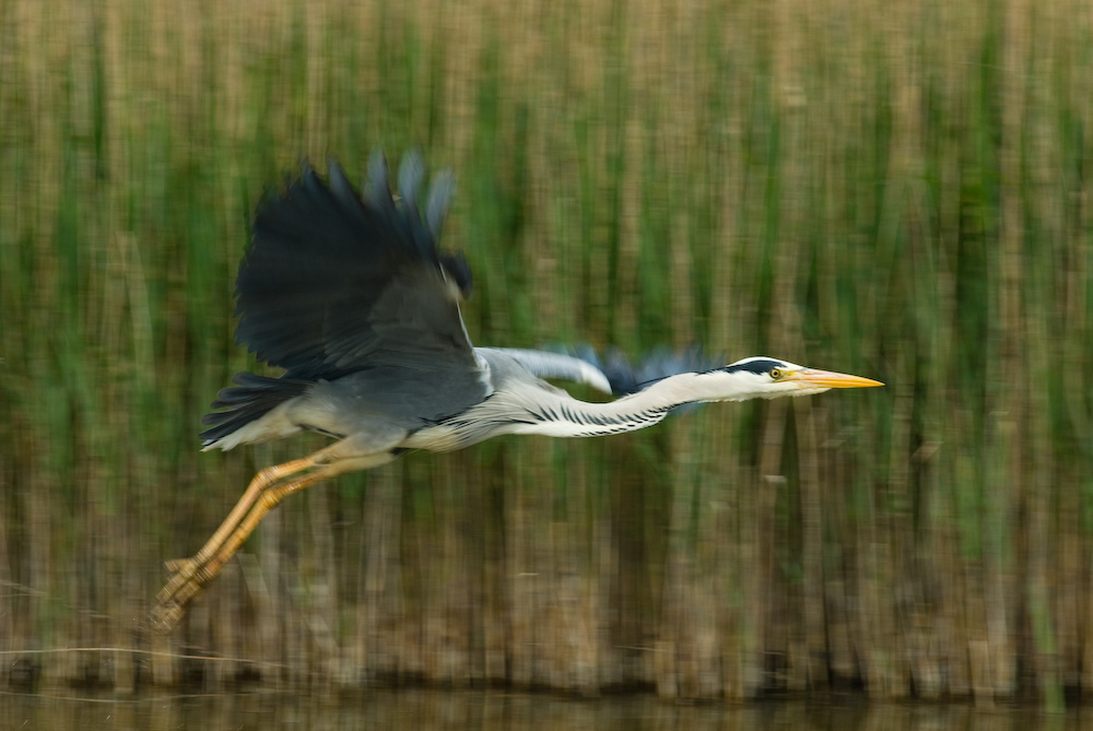 Graureiher im Flug