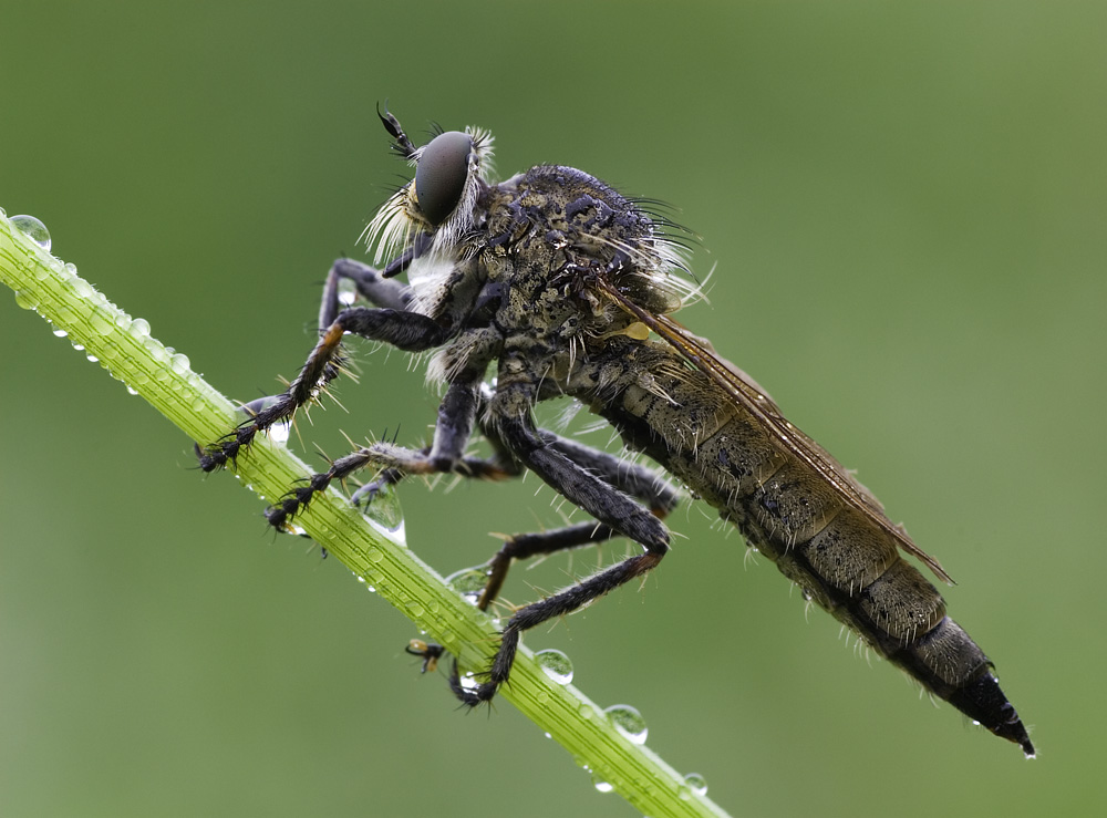 Raubfliege