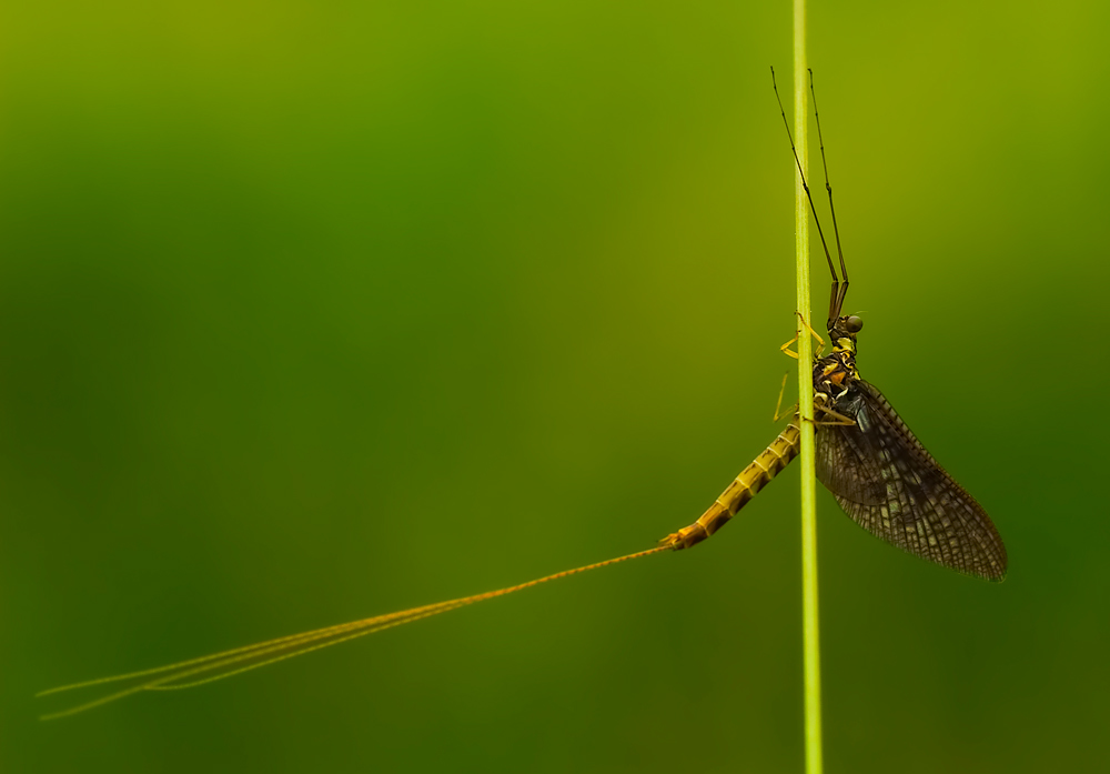 Eintagsfliege